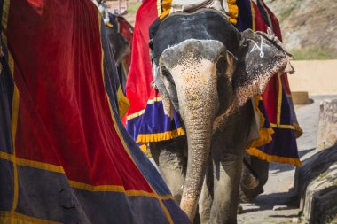 Dekore filler Jaleb Chowk Amber kale Jaipur, Hindistan