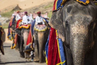 Dekore filler Jaleb Chowk Amber kale Jaipur, Hindistan