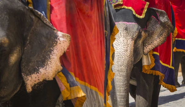 Оформлені слонів у Jaleb Човк в Amber фортецю в Джайпурі, Сполучені Штати Америки — стокове фото
