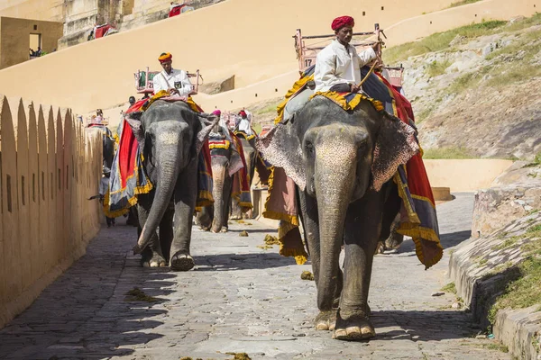 Elefantes decorados en Jaleb Chowk en Amber Fort en Jaipur, India —  Fotos de Stock