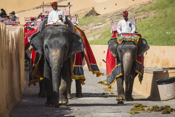 Elefantes decorados en Jaleb Chowk en Amber Fort en Jaipur, India —  Fotos de Stock