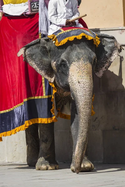 Dekorierte Elefanten in jaleb chowk in bernsteinfarbenem Fort in Jaipur, Indien — Stockfoto