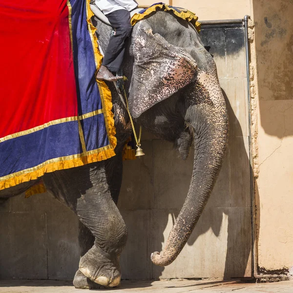 Jaleb チョウク インド、ジャイプールのアンベール城で象の装飾 — ストック写真