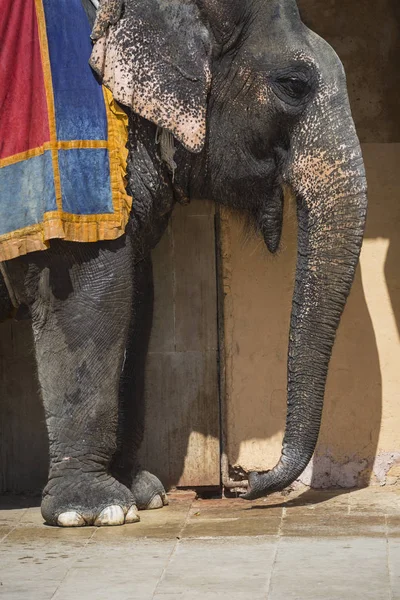 Inredda elefanter i Jaleb Chowk i Amber Fort i Jaipur, India — Stockfoto