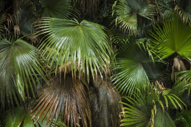 Güneşin altında güzel palmiye yaprakları
