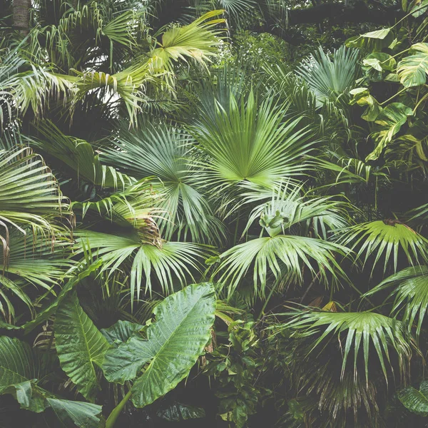 Hermosas hojas de palmera de árbol a la luz del sol —  Fotos de Stock