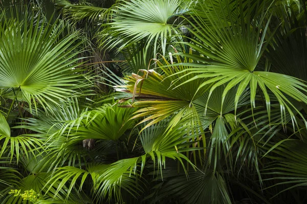 Belas folhas de palmeira de árvore na luz solar — Fotografia de Stock