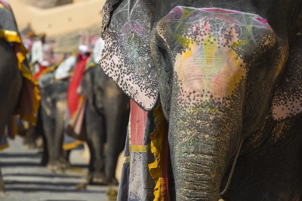 Elefantes decorados en Jaleb Chowk en Amber Fort en Jaipur, Indi —  Fotos de Stock