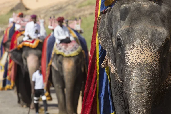 Jaipur, Indi Amber Fort Jaleb Chowk filler dekore edilmiş — Stok fotoğraf