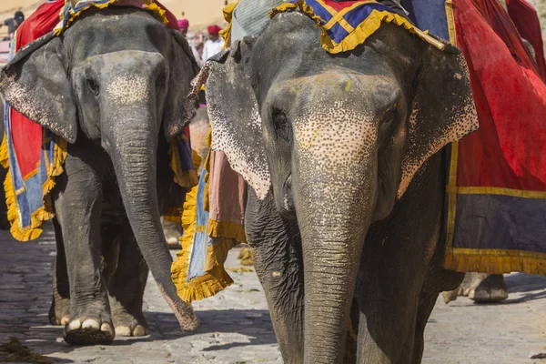 Elefantes decorados en Jaleb Chowk en Amber Fort en Jaipur, Indi — Foto de Stock