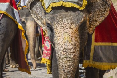 Jaipur, Indi Amber Fort Jaleb Chowk filler dekore edilmiş