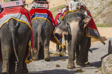 Jaipur, Indi Amber Fort Jaleb Chowk filler dekore edilmiş