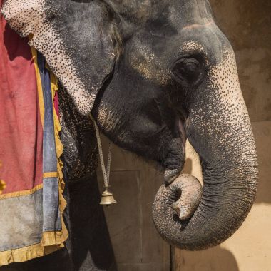 Jaipur, Indi Amber Fort Jaleb Chowk filler dekore edilmiş