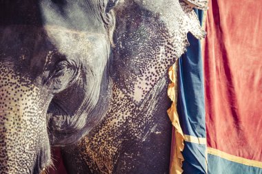 Jaipur, Indi Amber Fort Jaleb Chowk filler dekore edilmiş