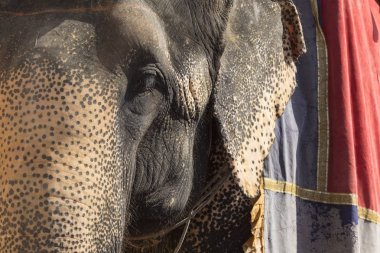 Jaipur, Indi Amber Fort Jaleb Chowk filler dekore edilmiş