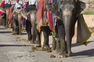 Jaipur, Hindistan - 18 Eylül 2017: Tanımlanamayan decora ata binip