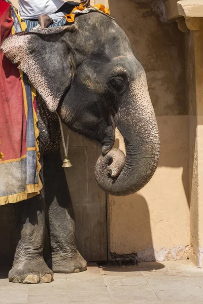Dekorierte Elefanten in jaleb chowk in bernsteinfarbenem Fort in jaipur, indi — Stockfoto