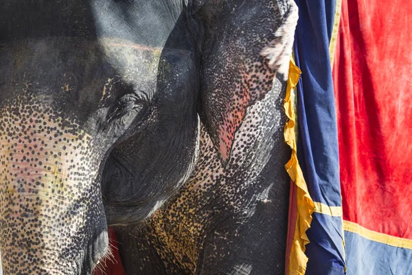 Jaipur, Indi Amber Fort Jaleb Chowk filler dekore edilmiş