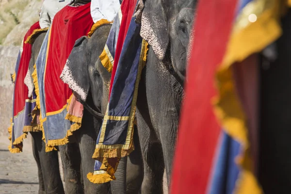 Dekorierte Elefanten in jaleb chowk in bernsteinfarbenem Fort in jaipur, indi — Stockfoto