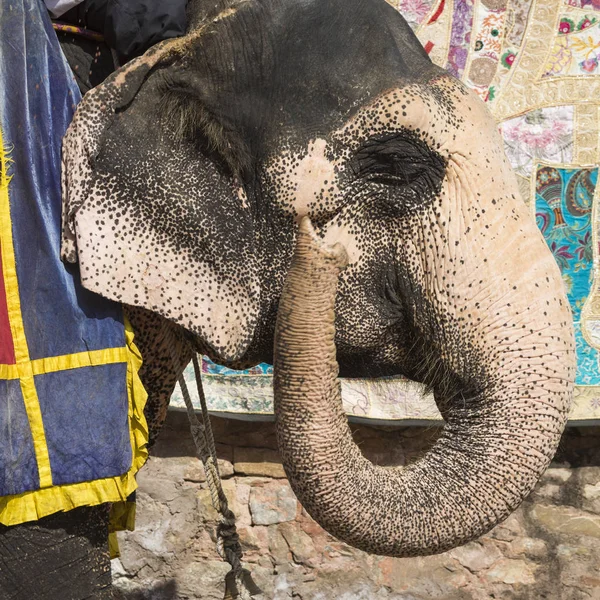 Elefantes decorados en Jaleb Chowk en Amber Fort en Jaipur, Indi — Foto de Stock