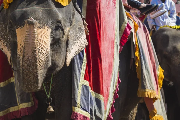 Elefantes decorados en Jaleb Chowk en Amber Fort en Jaipur, Indi —  Fotos de Stock