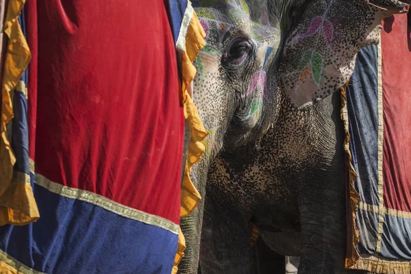 Διακοσμημένα ελέφαντες σε Jaleb Chowk στο Amber Fort Τζαϊπούρ, Indi — Φωτογραφία Αρχείου