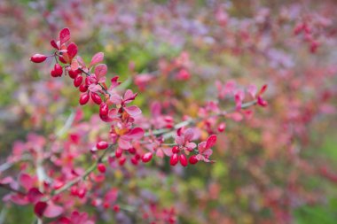 Güzel sonbahar sezonunun bırakır. Doğa arka plan.
