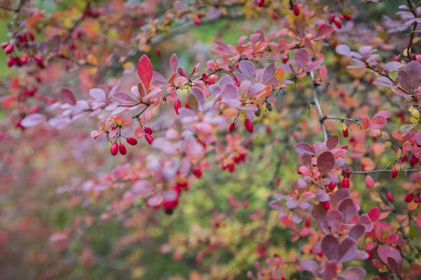 Estação de belas folhas de outono. Natureza fundo . — Fotografia de Stock