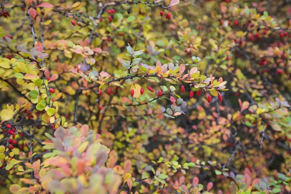 Jahreszeit der schönen Herbstblätter. Hintergrund Natur. — Stockfoto