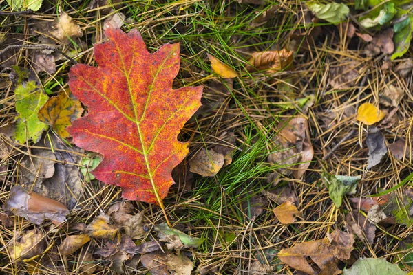 Stagione di belle foglie autunnali. Sfondo della natura . — Foto Stock