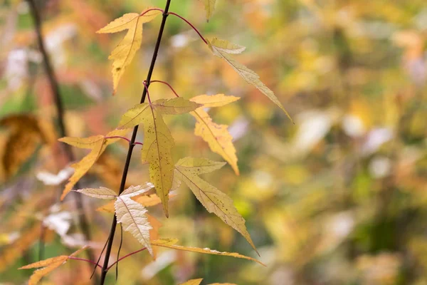 Saison de belles feuilles d'automne. Contexte naturel . — Photo