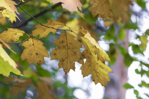 Jahreszeit der schönen Herbstblätter. Hintergrund Natur. — Stockfoto