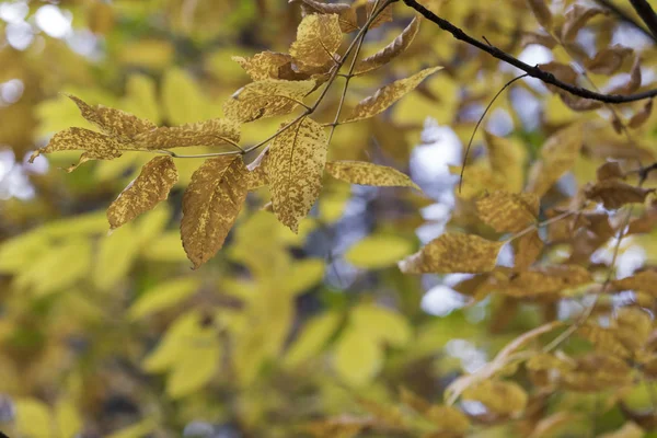 Sezóny krásné podzimní listí. Přírodní pozadí. — Stock fotografie