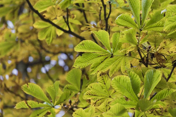 Temporada de hermoso árbol de castaño con hojas de otoño. Naturaleza de nuevo —  Fotos de Stock