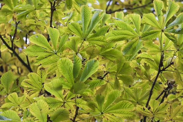 Season of beautiful chesnut tree with autumn leaves. Nature back — Stock Photo, Image