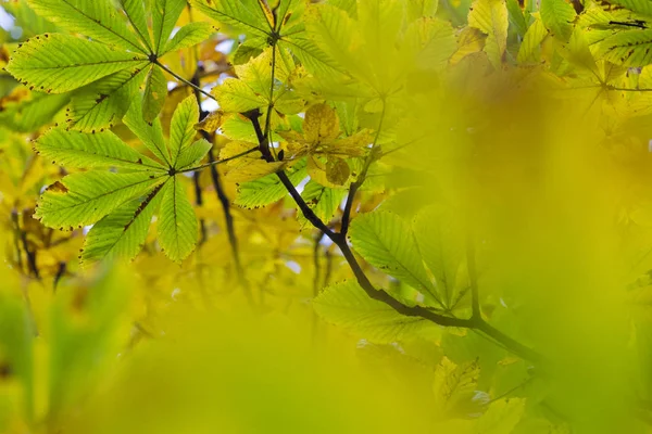 Sezóny krásné chesnut stromu s podzimní listy. Příroda zpět — Stock fotografie