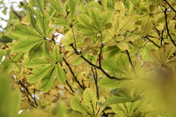 Season of beautiful chesnut tree with autumn leaves. Nature back — Stock Photo, Image