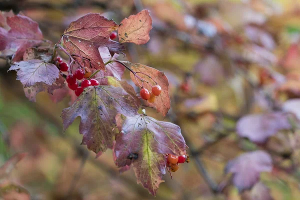 Temporada de hermosas hojas de otoño. Fondo de naturaleza . —  Fotos de Stock