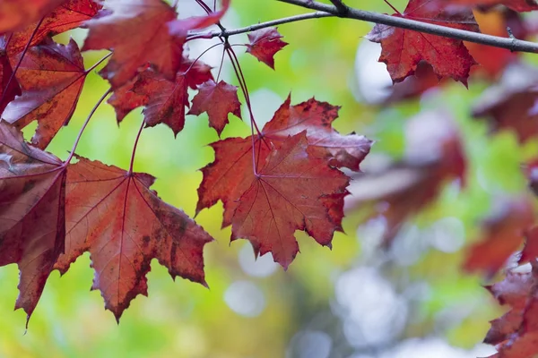 Jahreszeit der schönen Herbstblätter. Hintergrund Natur. — Stockfoto