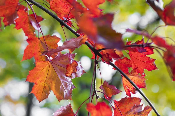 Estação de belas folhas de outono. Natureza fundo . — Fotografia de Stock