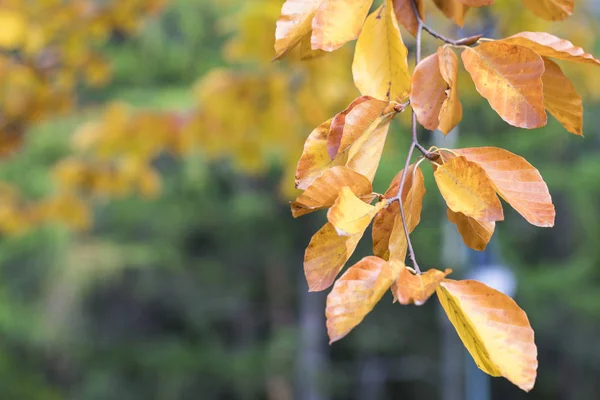 Temporada de hermosas hojas de otoño. Fondo de naturaleza . —  Fotos de Stock