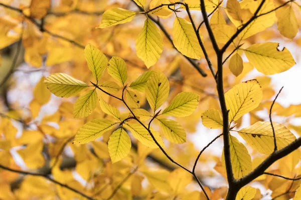 Jahreszeit der schönen Herbstblätter. Hintergrund Natur. — Stockfoto