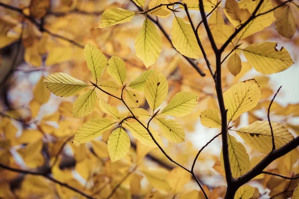 Temporada de hermosas hojas de otoño. Fondo de naturaleza . —  Fotos de Stock