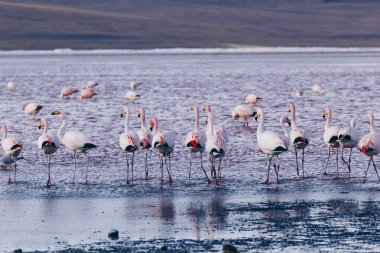 Andes, güneyinde Bolivya'nın Gölü flamingolar