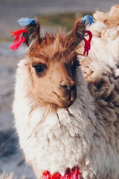 Lama on the Laguna Colorada, Боливия — стоковое фото