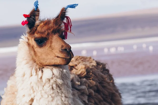 Lama na Laguna Colorada, Bolívia — Fotografia de Stock