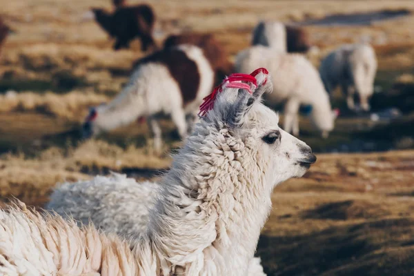 Lama üzerinde laguna colorada, Bolivya