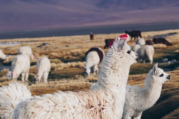 Лама на Лагуна Колорадо, Болівія — стокове фото