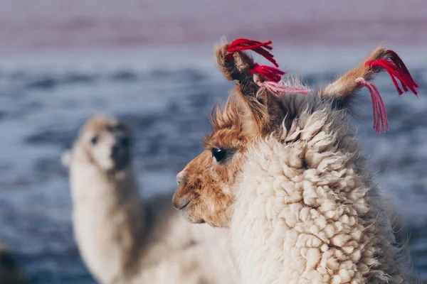 Lama üzerinde laguna colorada, Bolivya