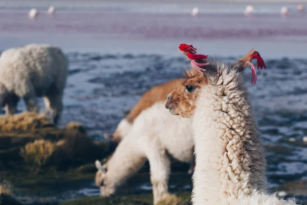 Lama na laguna colorada, Bolívie — Stock fotografie